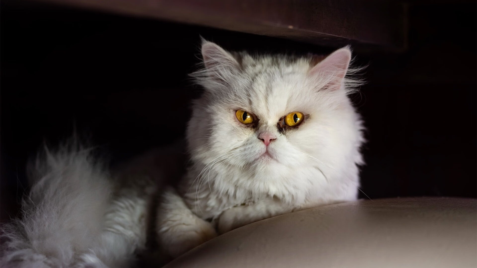 开云体育在线赛事直播-全明星：明星们的精彩表现合集，全明星精彩视频