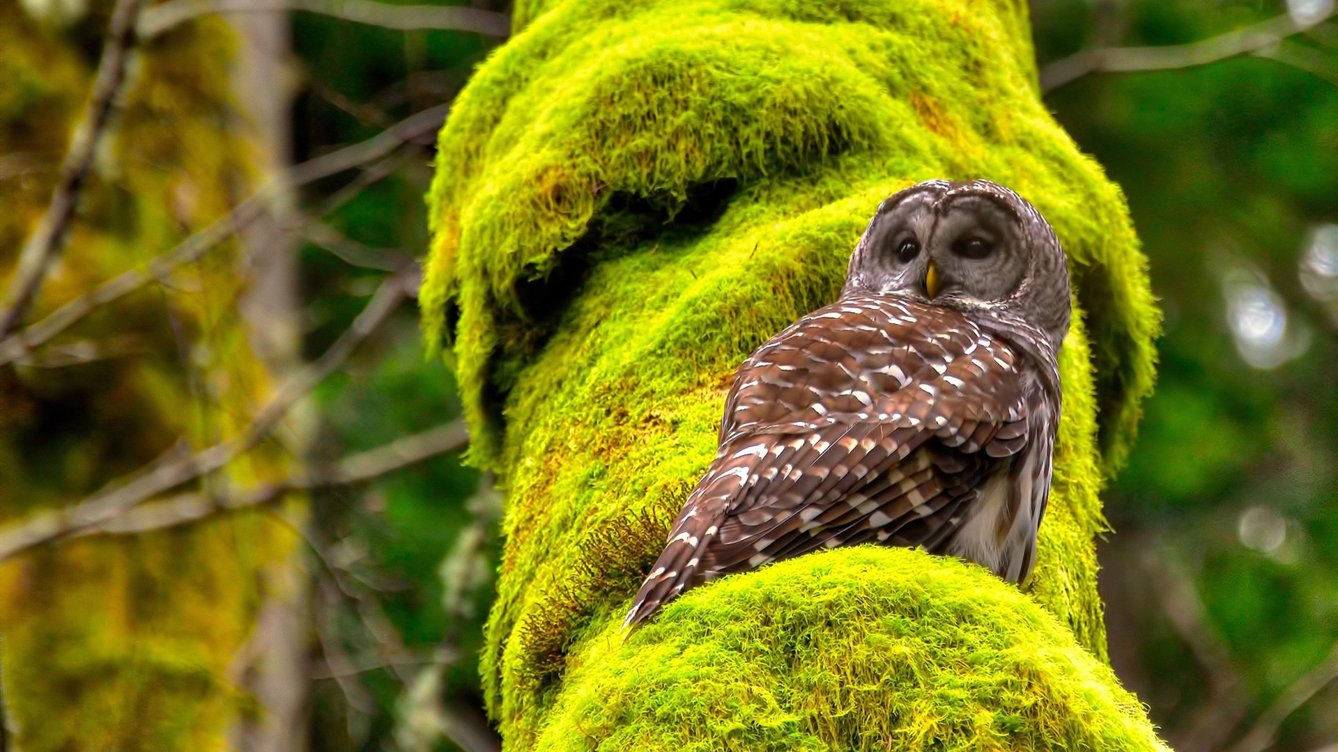 开云·体育官网APP下载-2024年混合团体世界杯赛制变化亮点，世界混合团体锦标赛