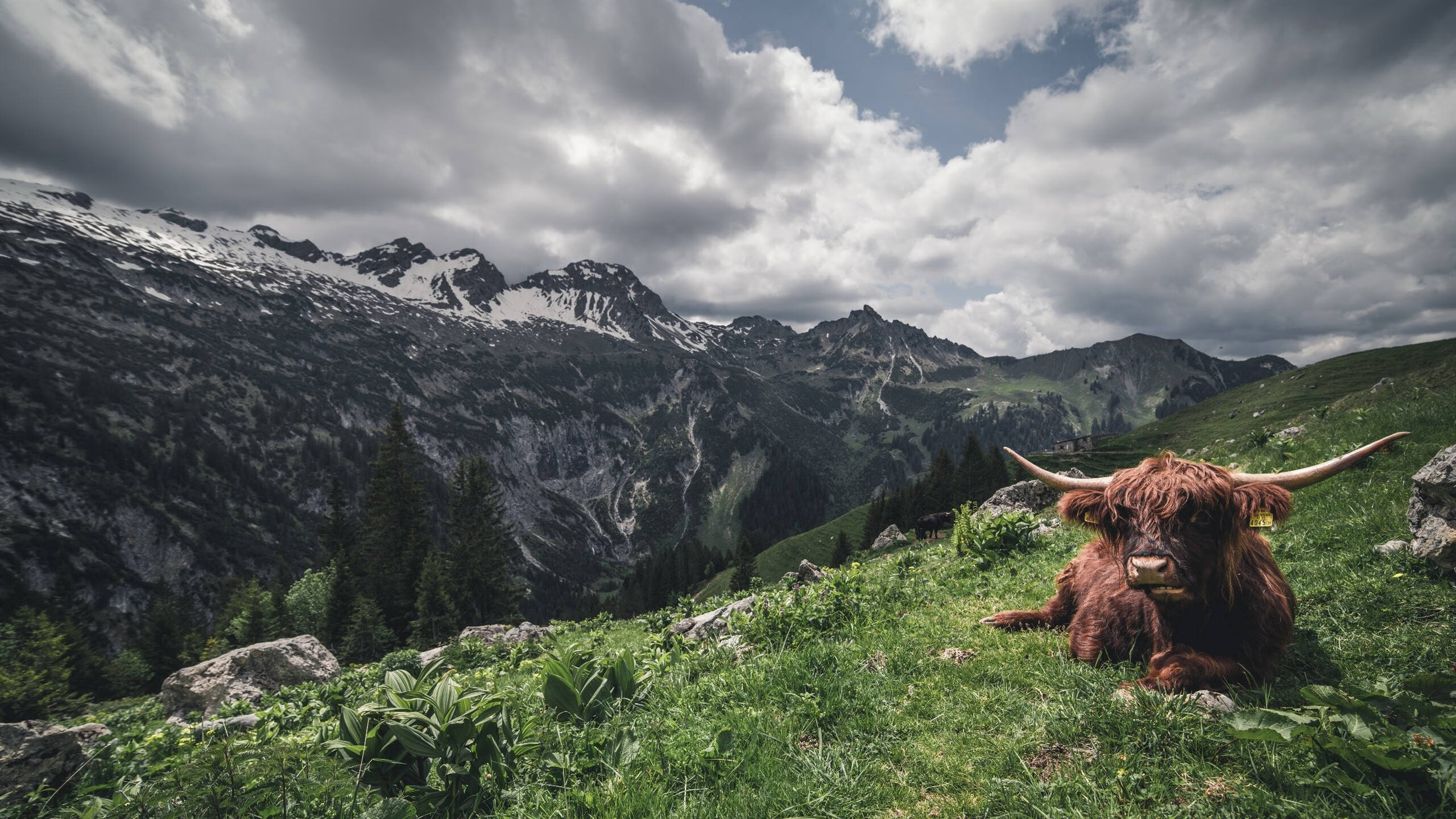 开云APP-乌干达男篮在非洲预赛中拼搏，追逐奥运梦想，乌干达男篮排名