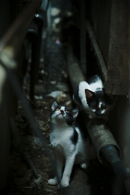 开云官网-全黑队的突破速度和球员之间的默契配合无与伦比，全黑队战舞