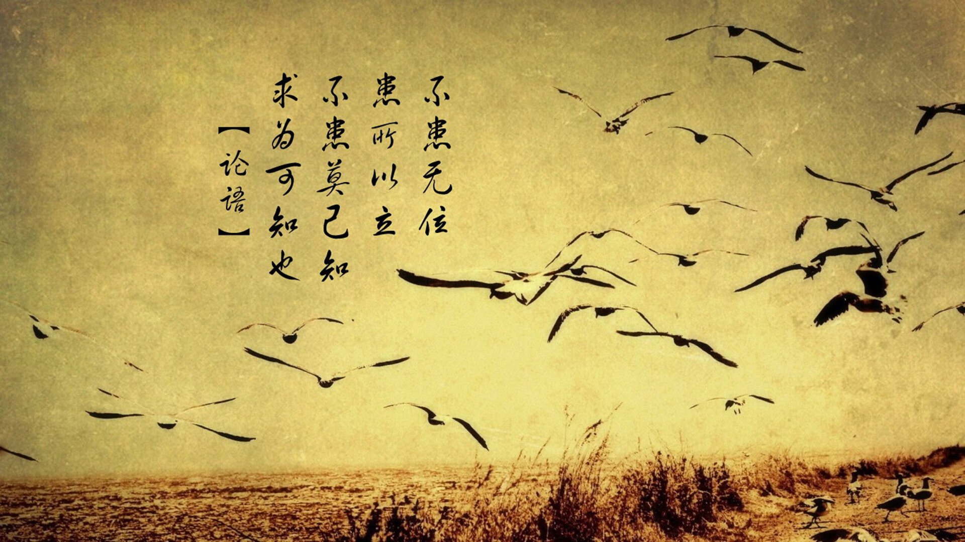 开云官网APP下载-国王后场双星配合默契引专家关注，国王双冠通关攻略